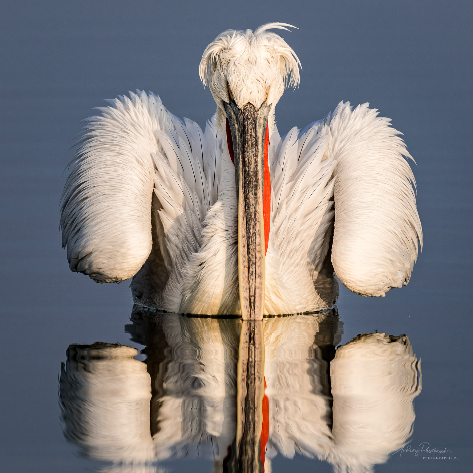 fotografia przyrodnicza Kerkini