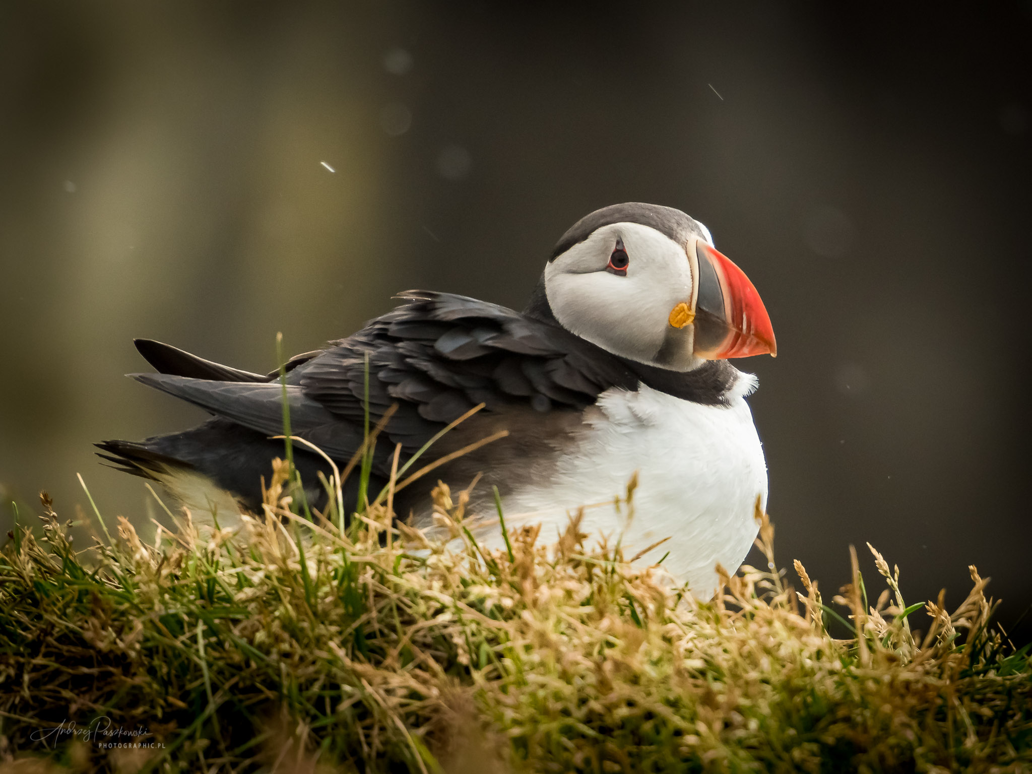 fotografia krajobrazowa Islandia