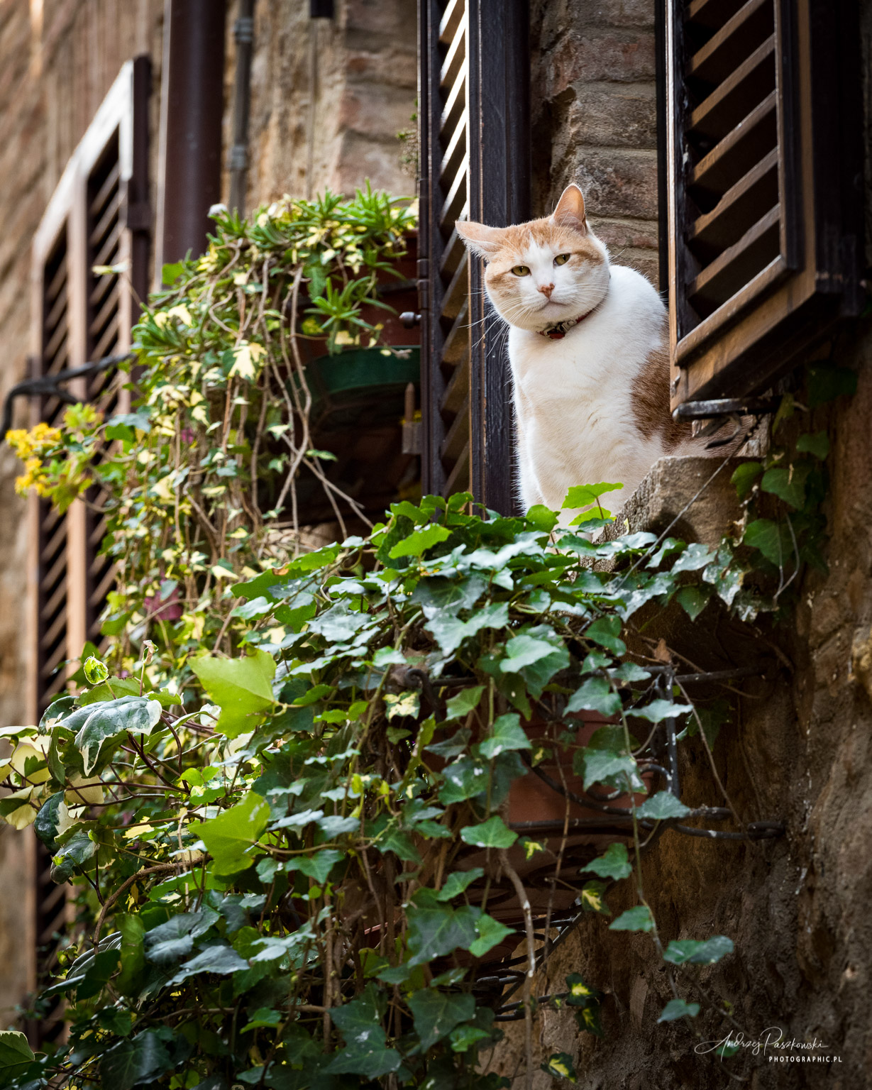 fotografia krajobrazowa i podróżnicza Toskania